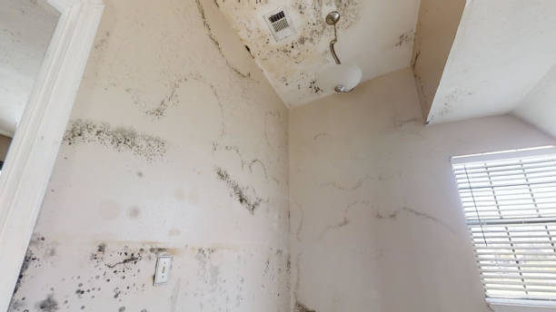 Best Attic Mold Removal  in Indian River Shores, FL