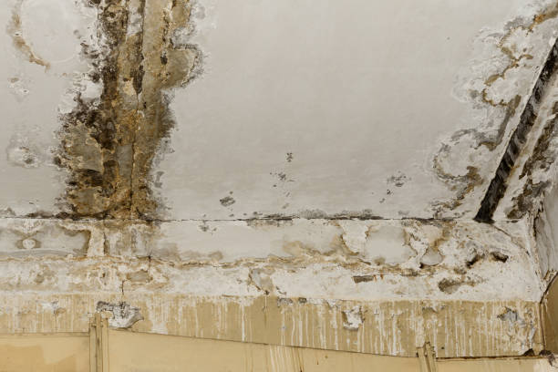 Best Post-Construction Mold Inspection  in Indian River Shores, FL