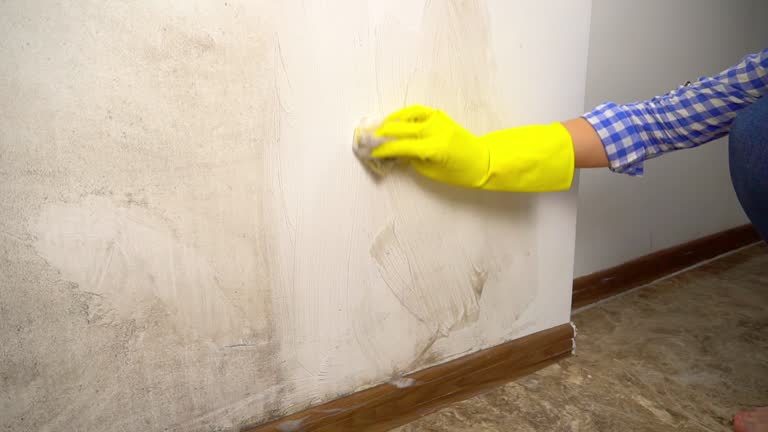 Best Water Damage & Mold Remediation  in Indian River Shores, FL