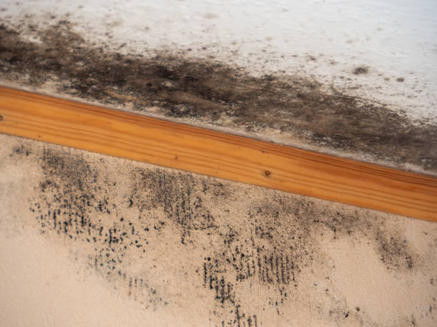 Best Forensic Mold Investigation  in Indian River Shores, FL