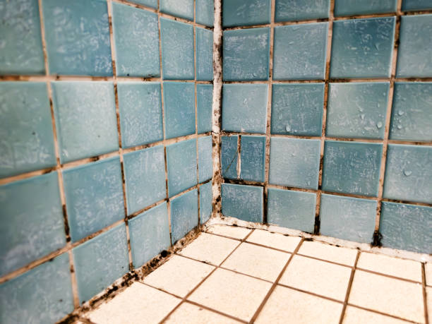 Mold Remediation for Vacation Homes in Indian River Shores, FL