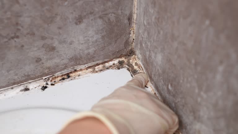 Best Mold Damage Restoration  in Indian River Shores, FL